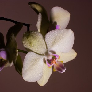 Orchidea 1