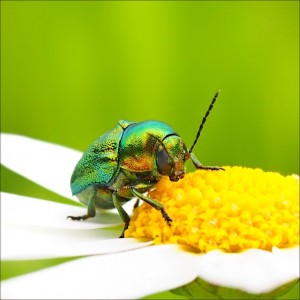 Zlatohlávek zlatý (Cetonia aurata) odpočívá na květu kopretiny