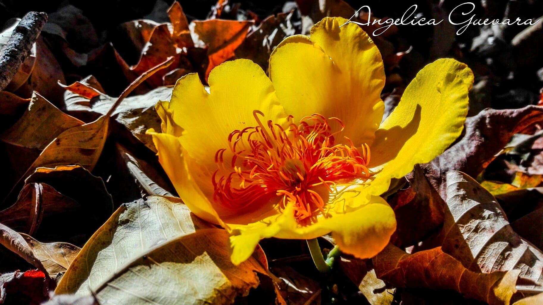 IMG_20210210_181001_464