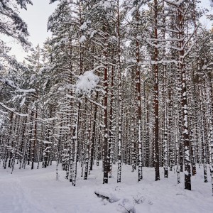 forest in the snow