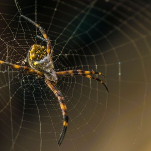 araña