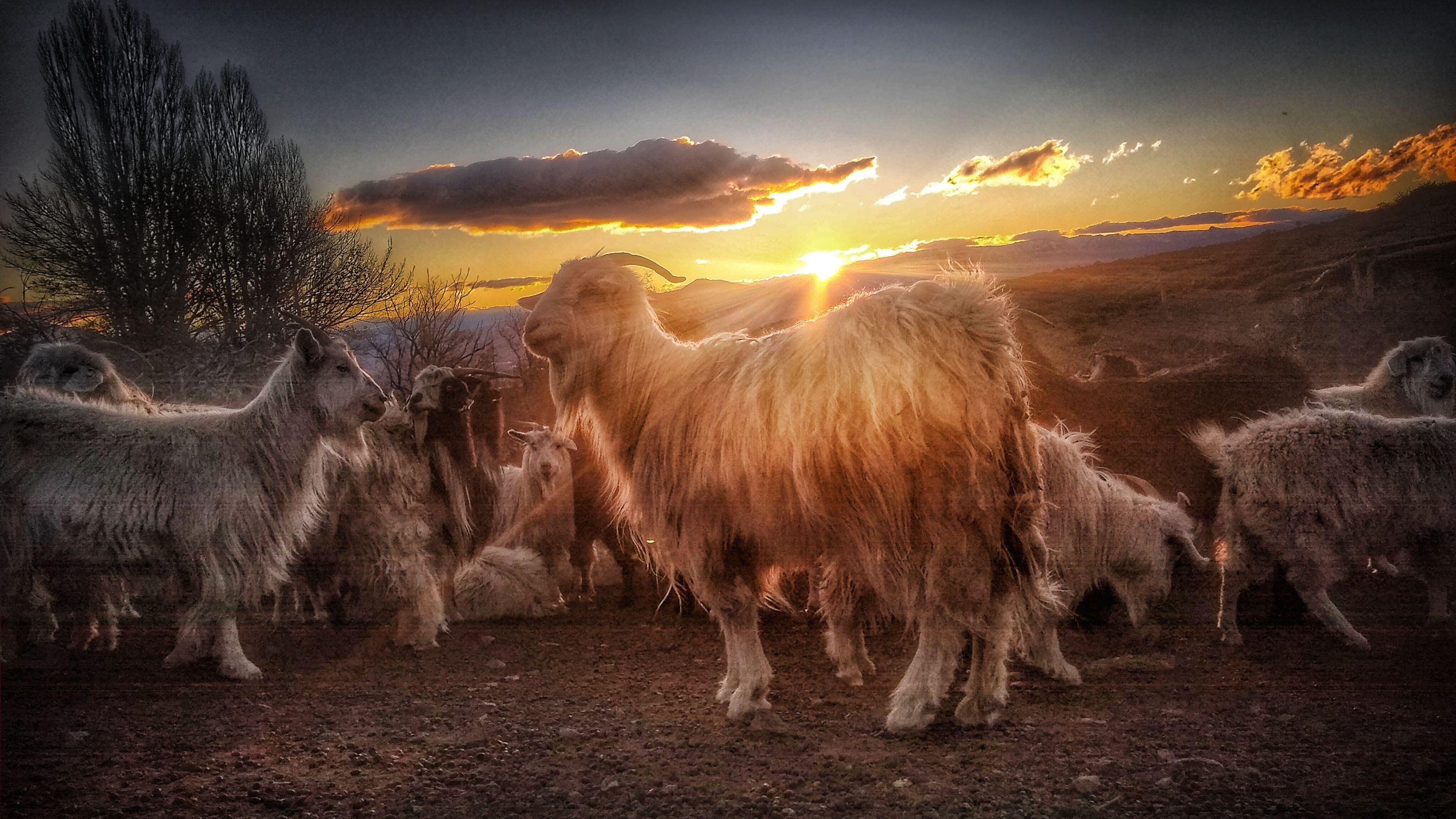 Atardecer en el campo..