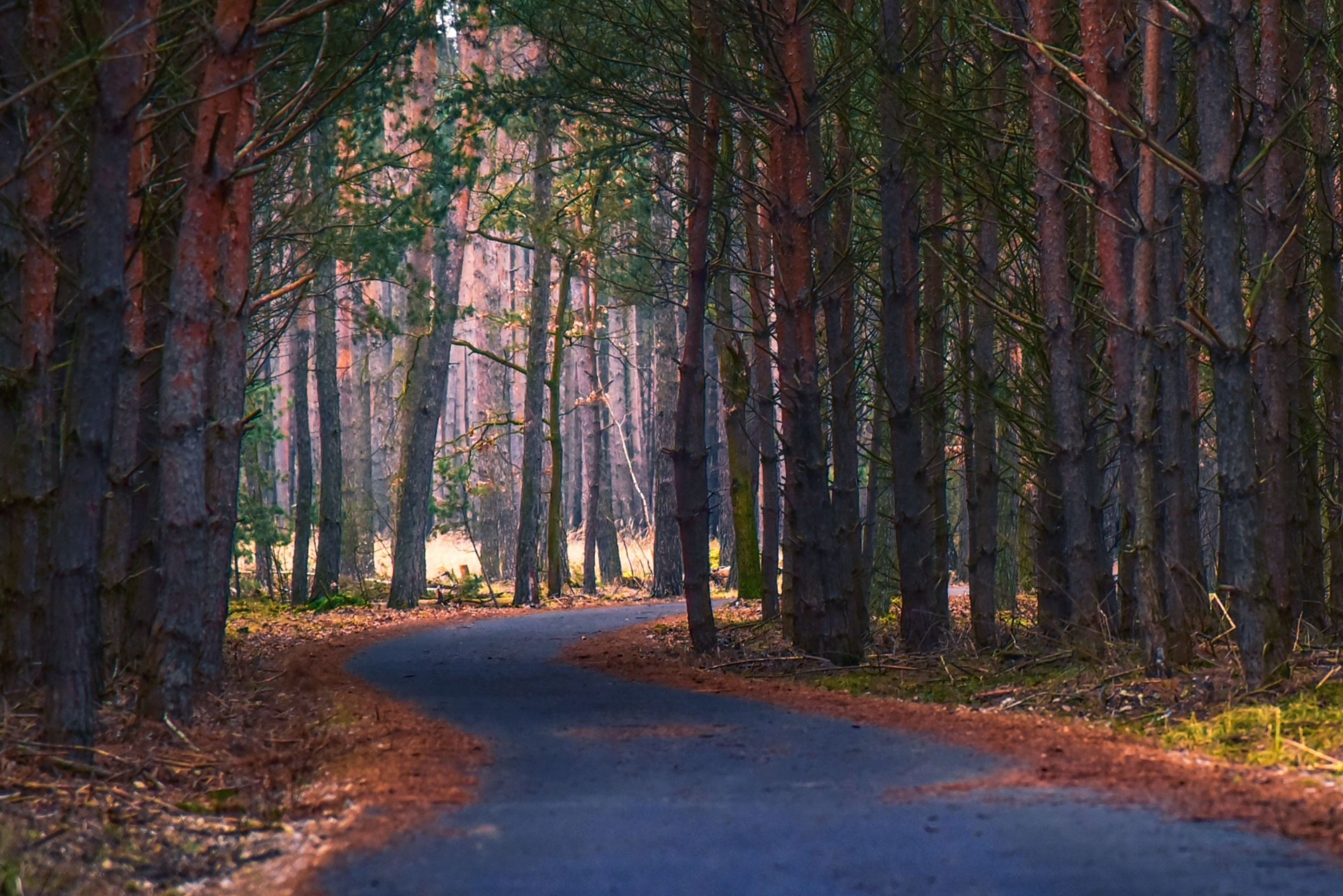 Colours of forest