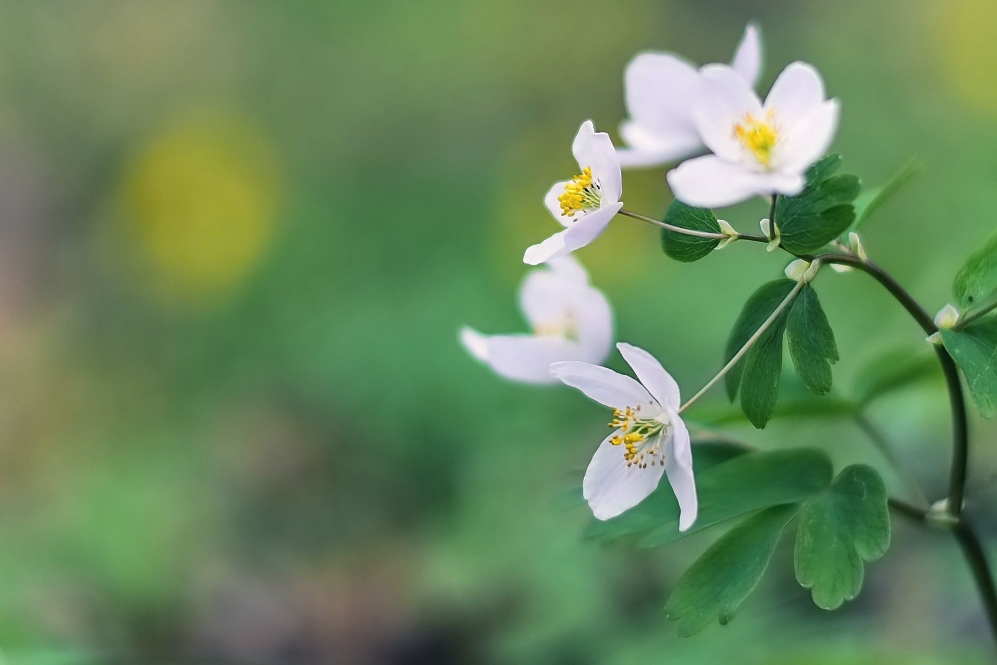 Spring tenderness