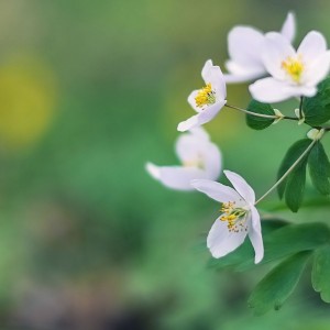 Spring tenderness