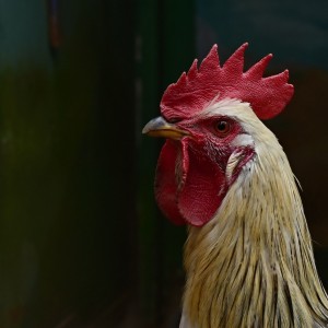 Cock