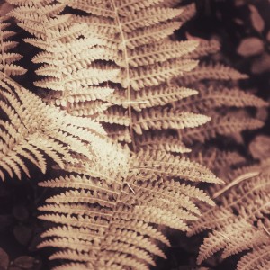 received_775662233269103-01