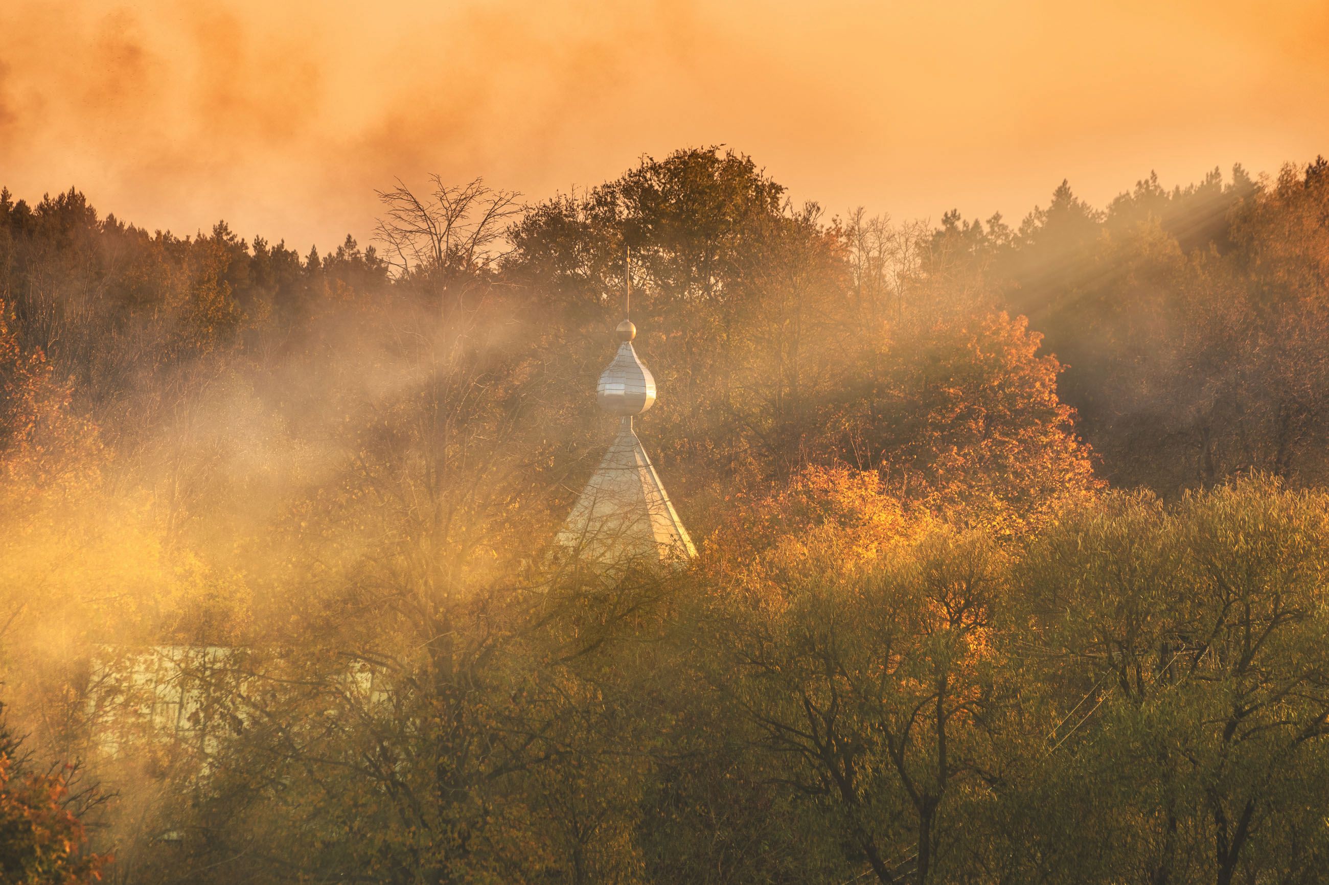 Foggy autumn