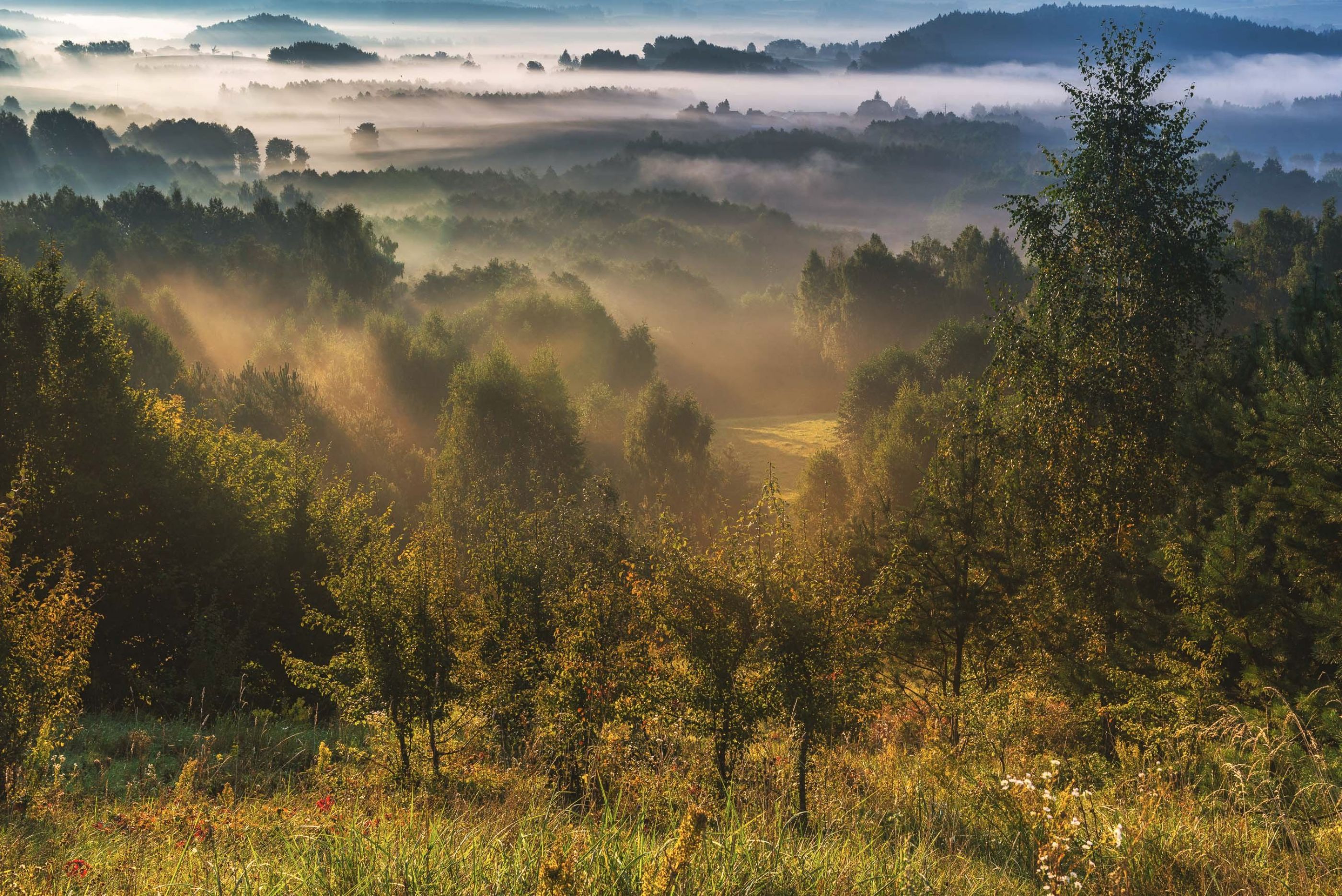 foggy morning