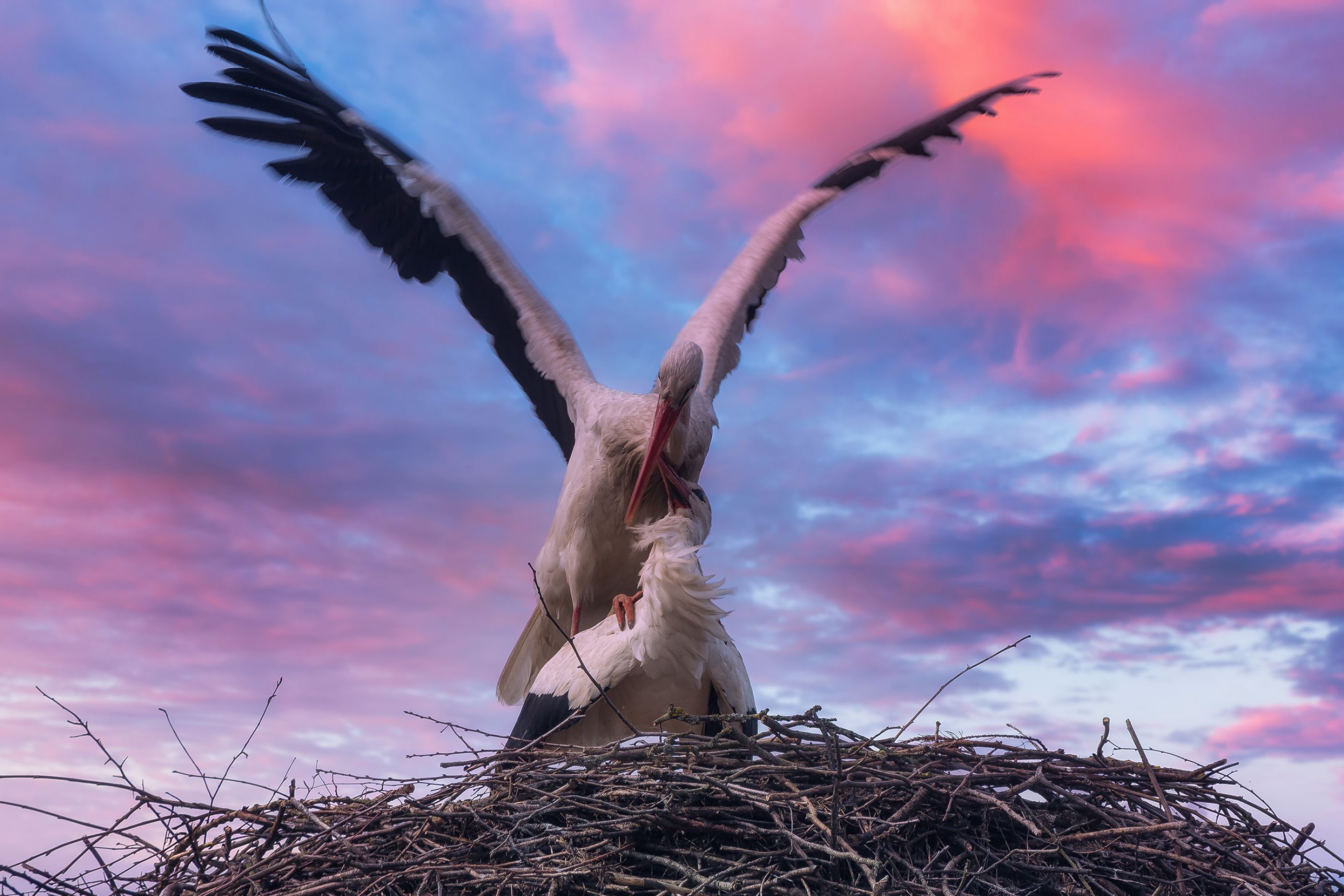 Stork "Love Story"