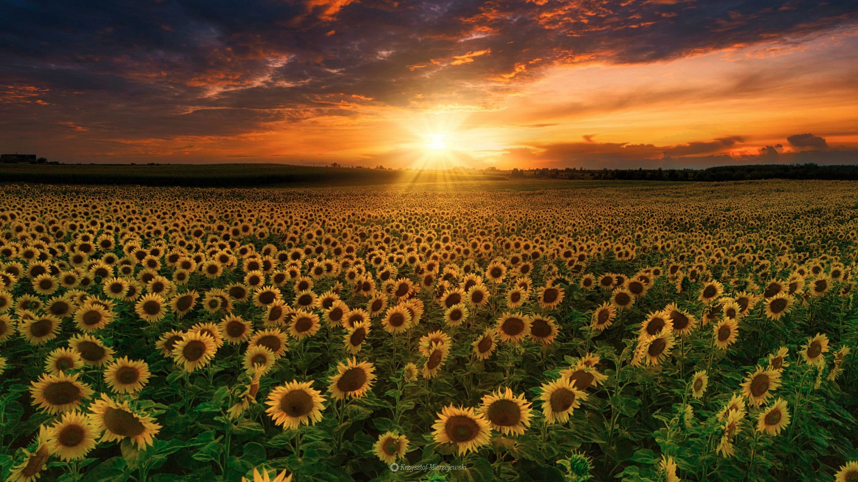 Sunflowers field