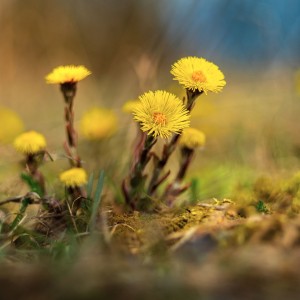 Spring