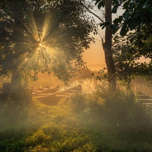 Foggy Morning