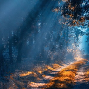 Misty landscape