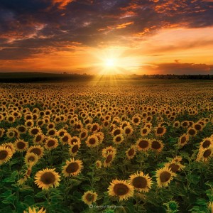 Sunflowers field