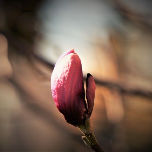 magnolia