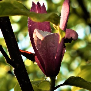 DSC03894
