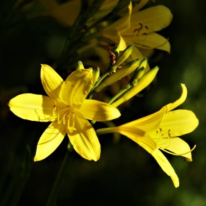 DSC04106