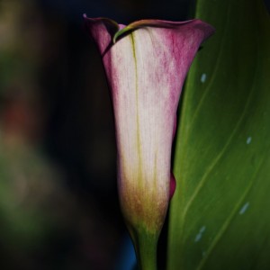DSC04863