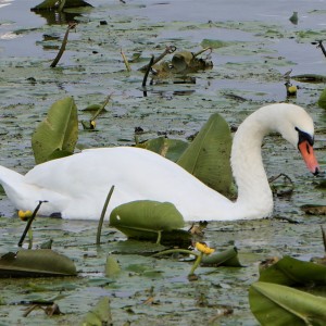 abędź