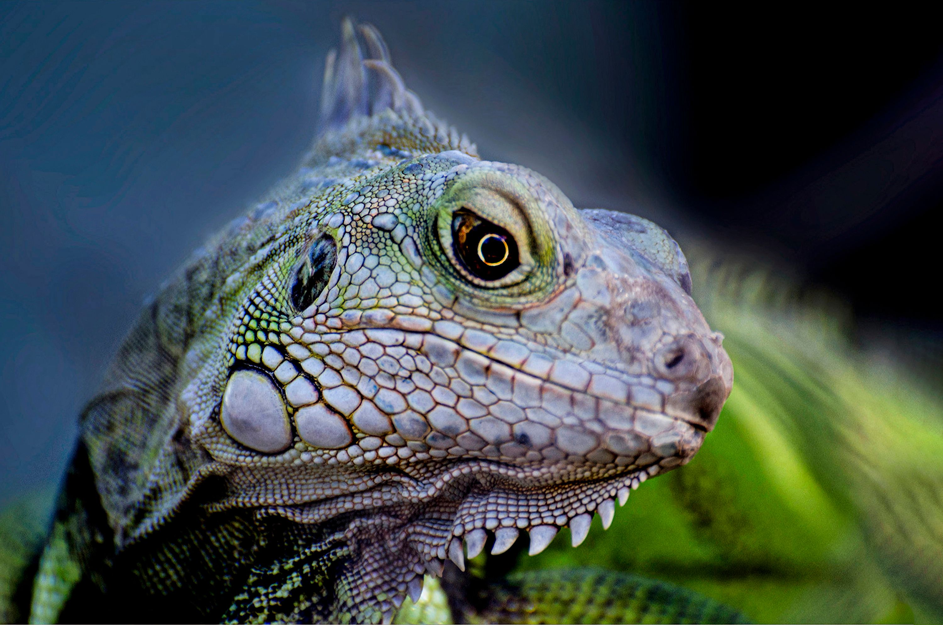 Iguana