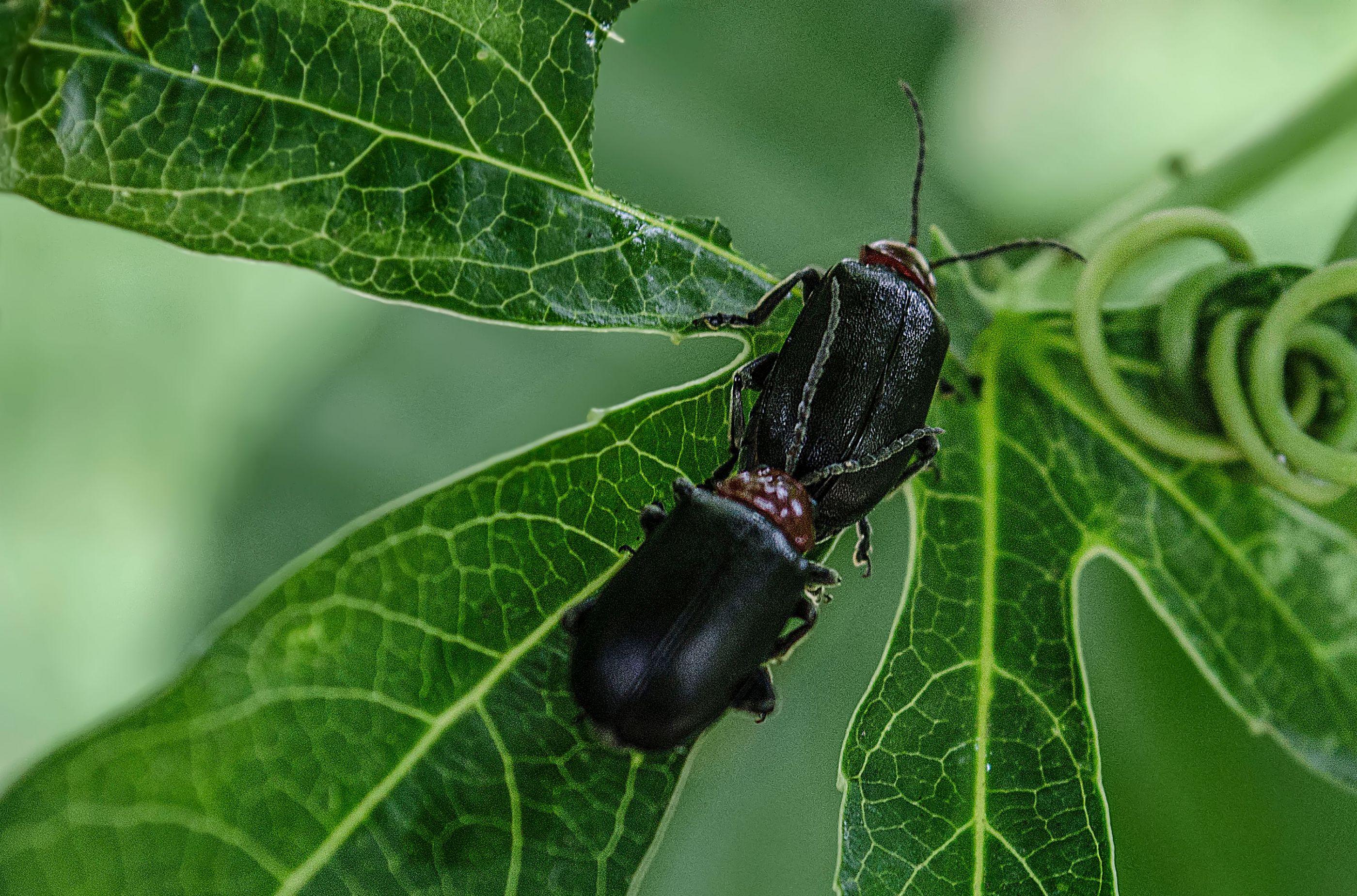 Cacoscelis nigripennis II