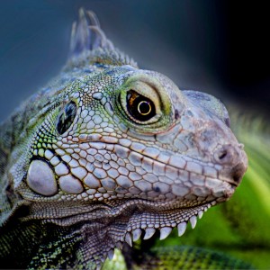 Iguana