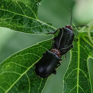 Cacoscelis nigripennis II