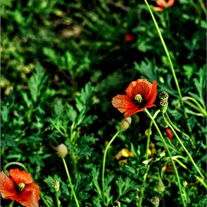 Amapolas