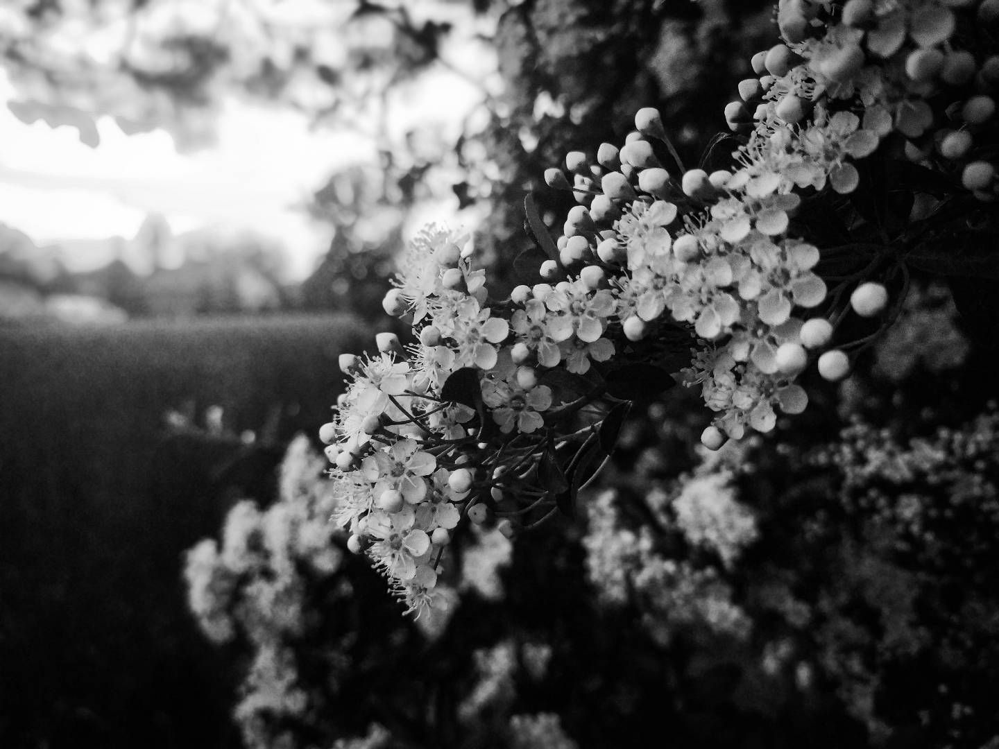 inbound4067396419039083429