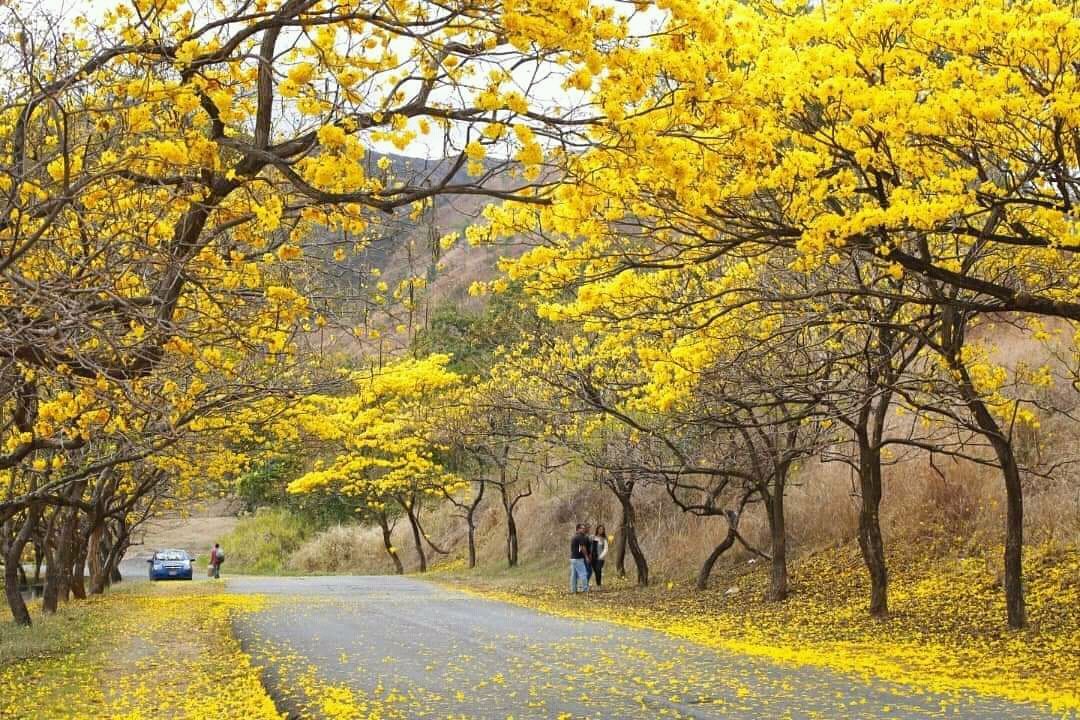 FB_IMG_16167232860636527