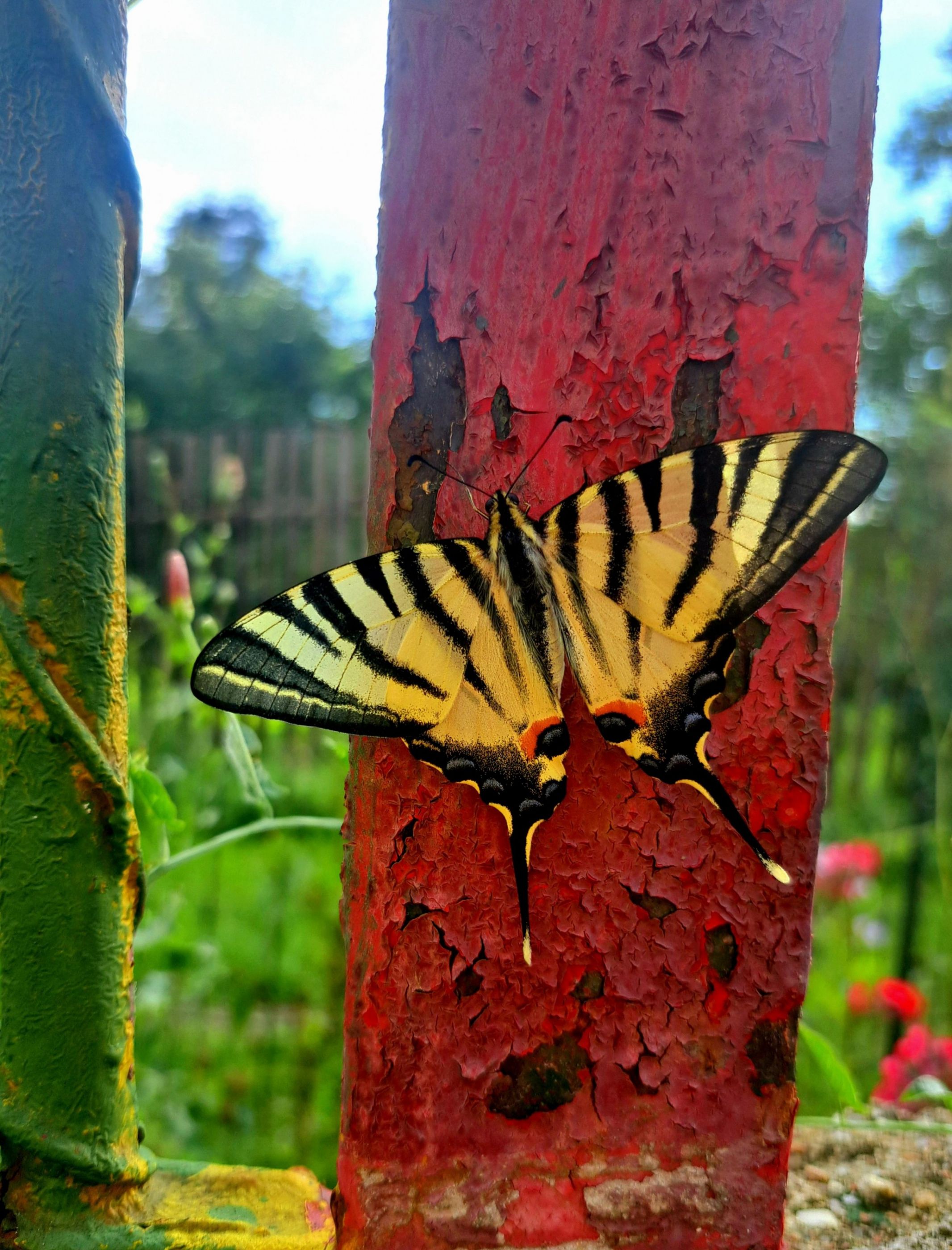 Letní krása... ?? Otakárek ovocný (Iphiclides podalirius)