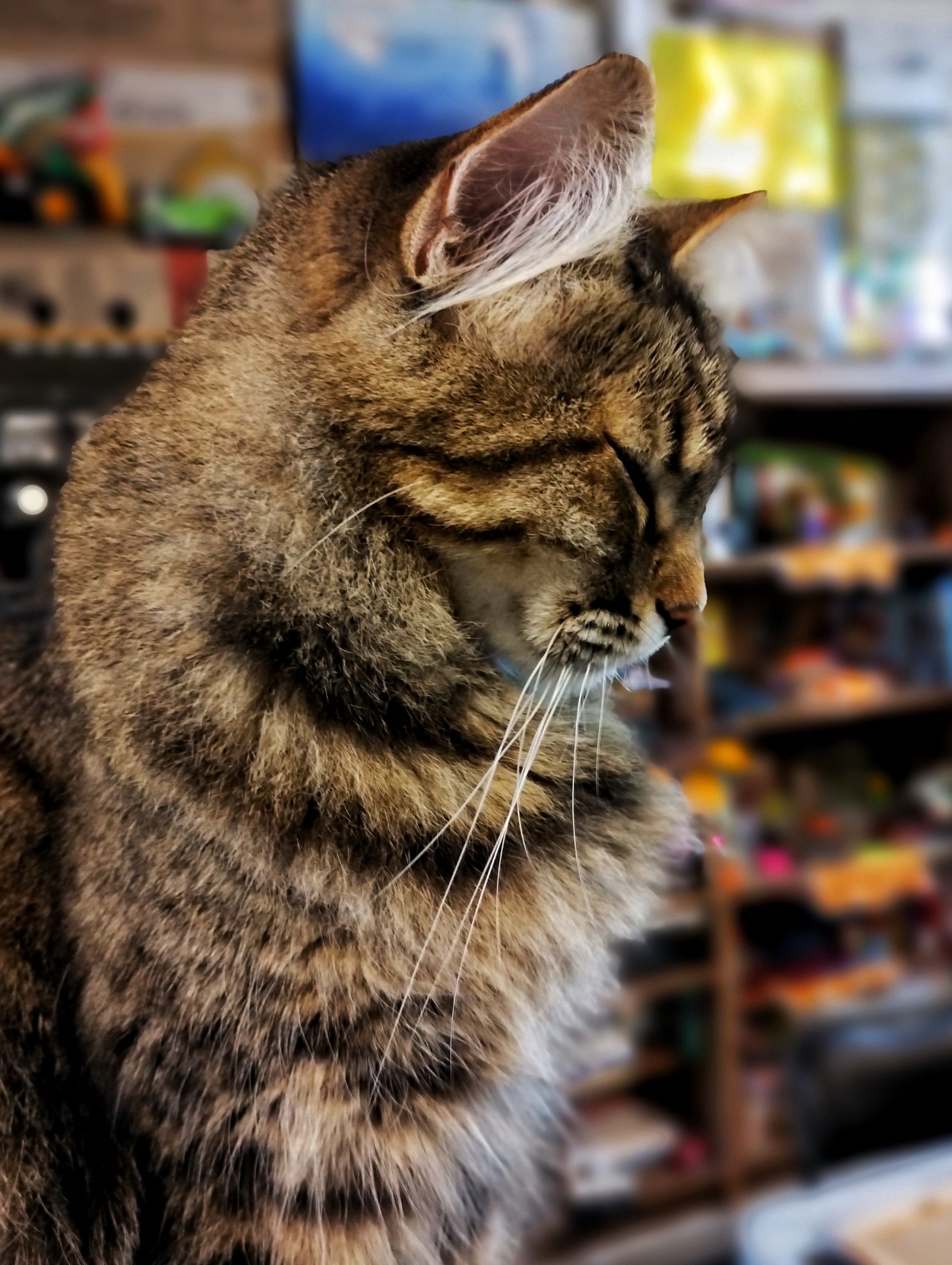 IMG_20231113_082250278_MF_PORTRAIT-01