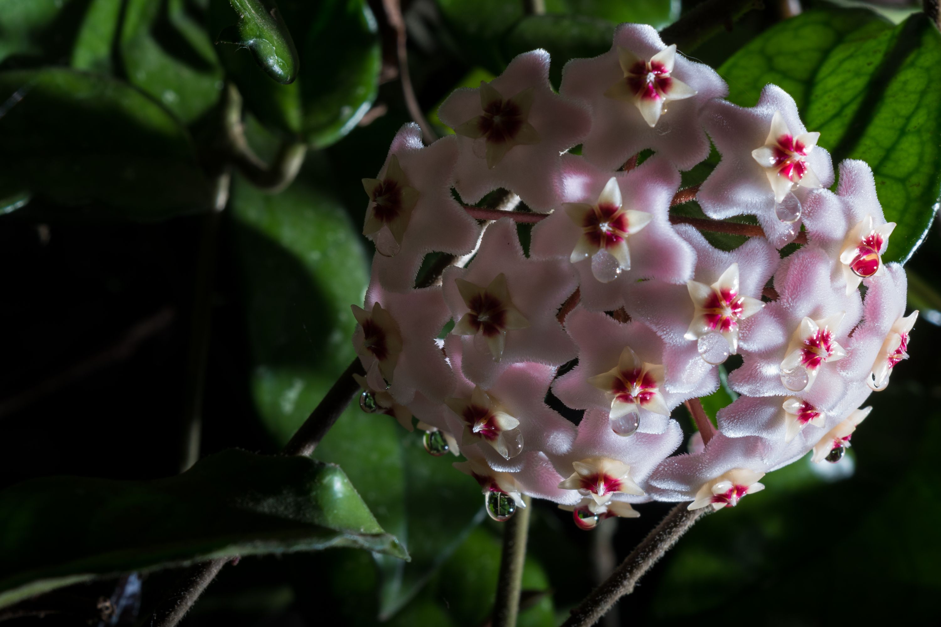 Flor de Cera