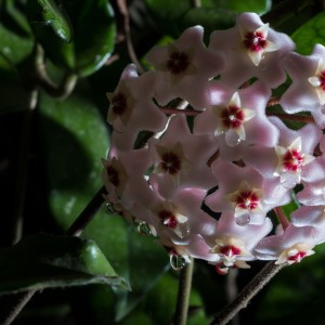 Flor de Cera