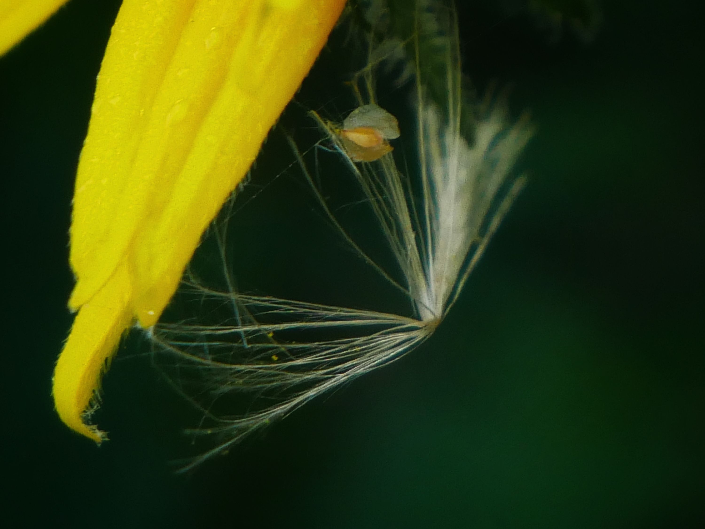 inbound4867352661589734319