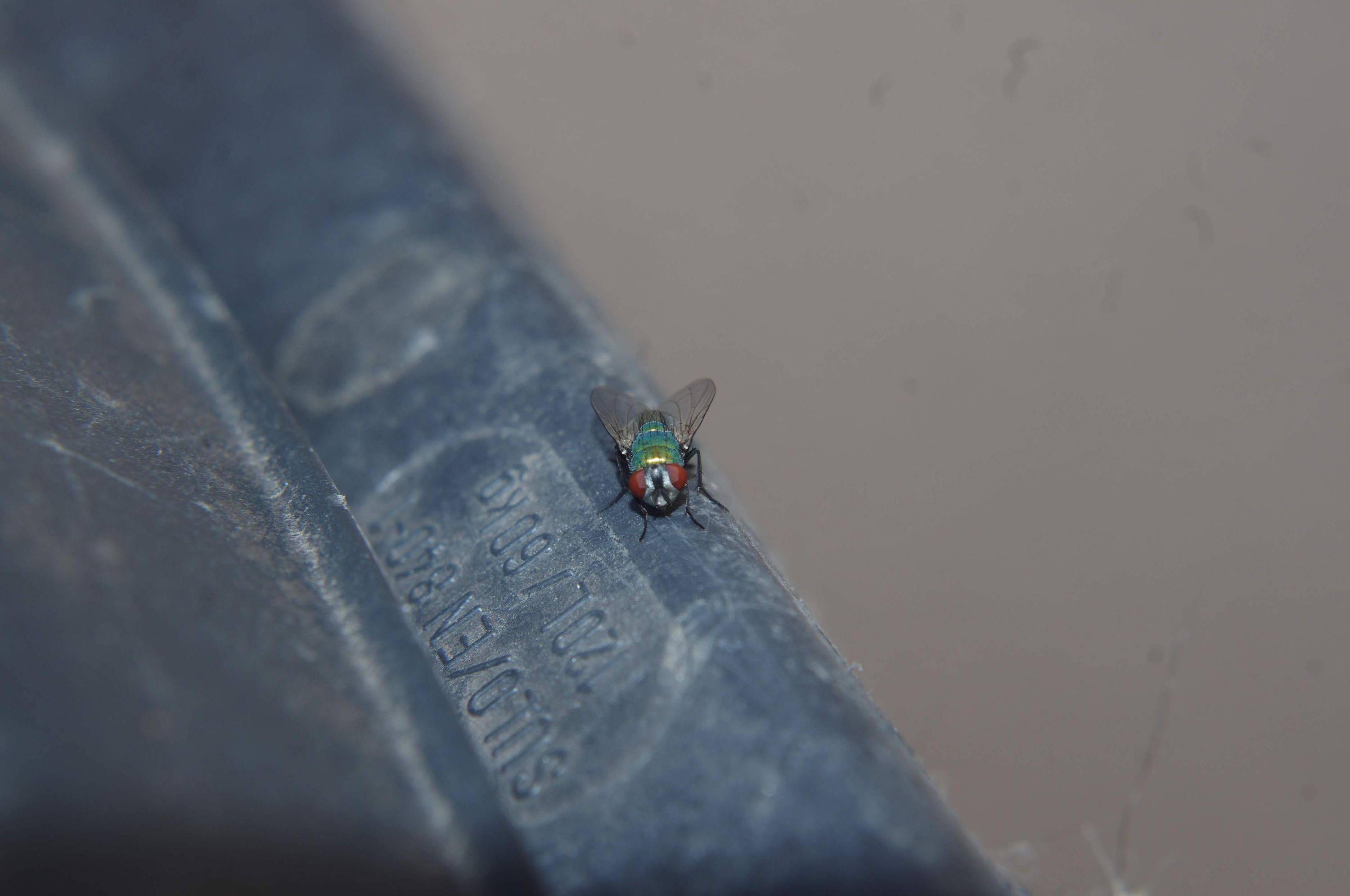 inbound4839933527576585922