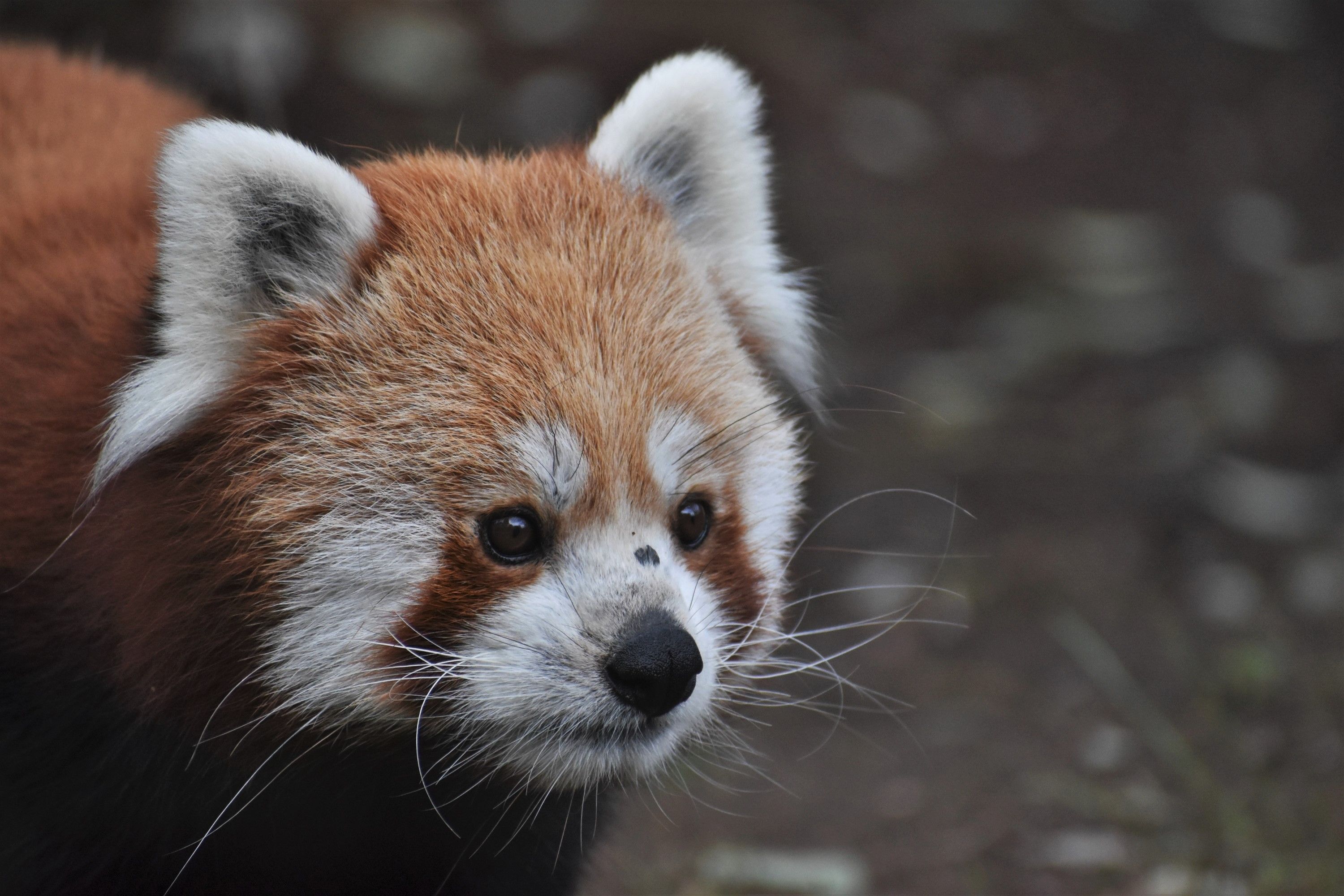 panda červená