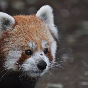 panda červená