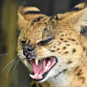 Serval