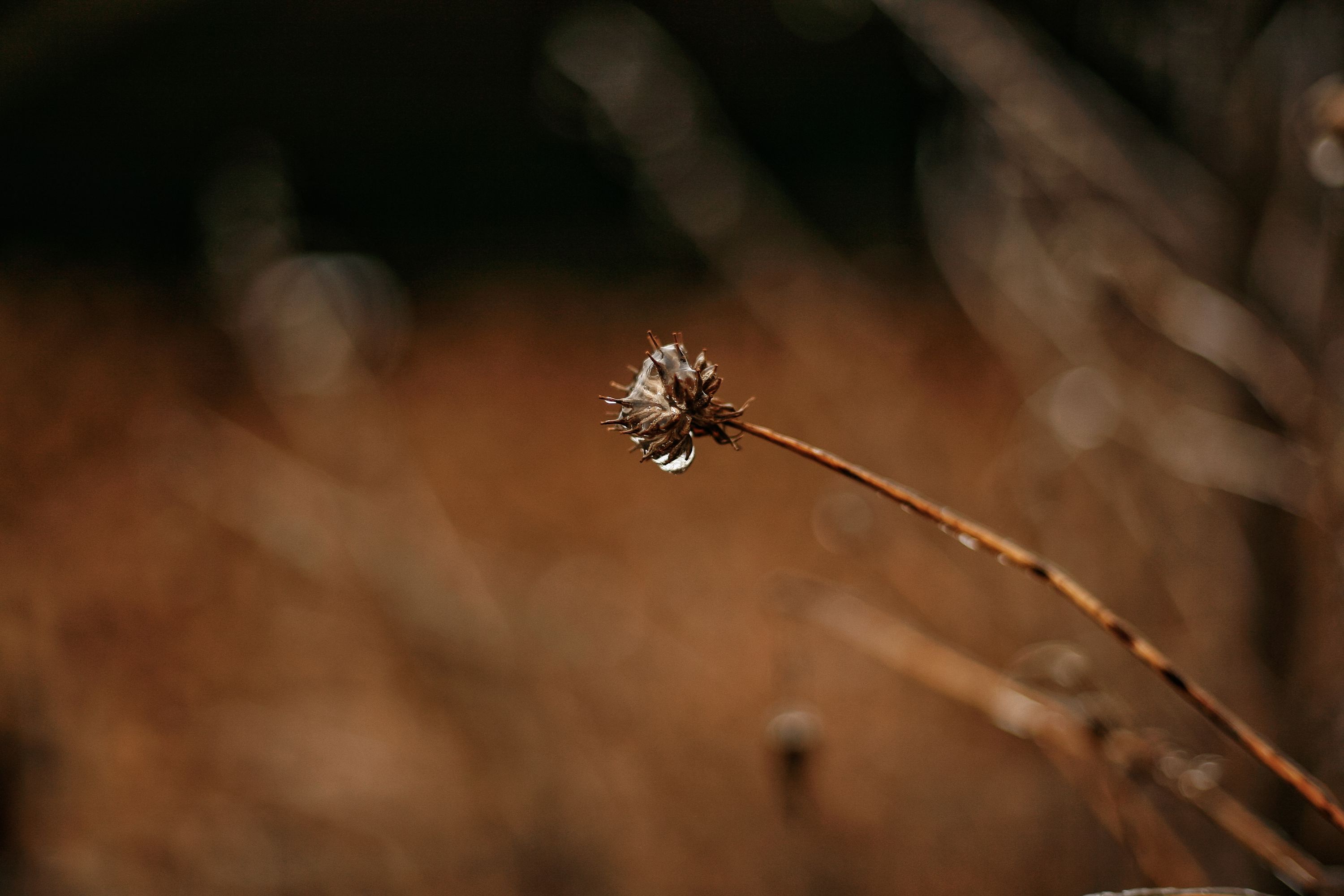 _MG_6737-01