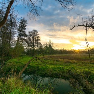 Sonnenaufgang im Spreewald