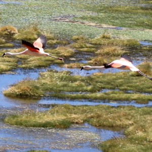 Vuelo