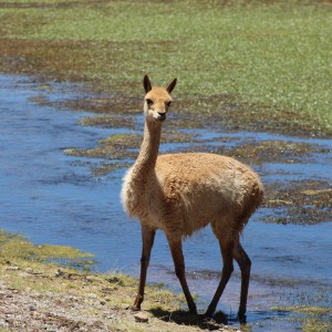 Vicuña