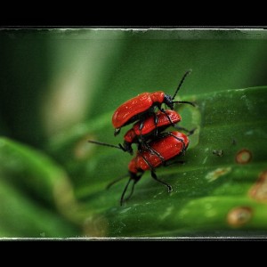 WrzY1-xsz5iz4dffouwegivvwbnv7t-01