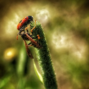 zsAvU-cvw6cg4acgqm47perrykyh7h-01