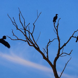 I1f0K-htn74ceeqynjvsj2igkivgi7-01