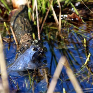 13bCn-zafluuqz6mlpsle74j3jrw55