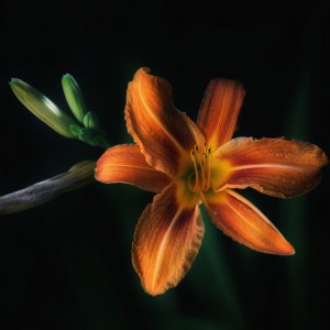 T3VKp-5kcschxuhbi5ocsgfluckd2j-02