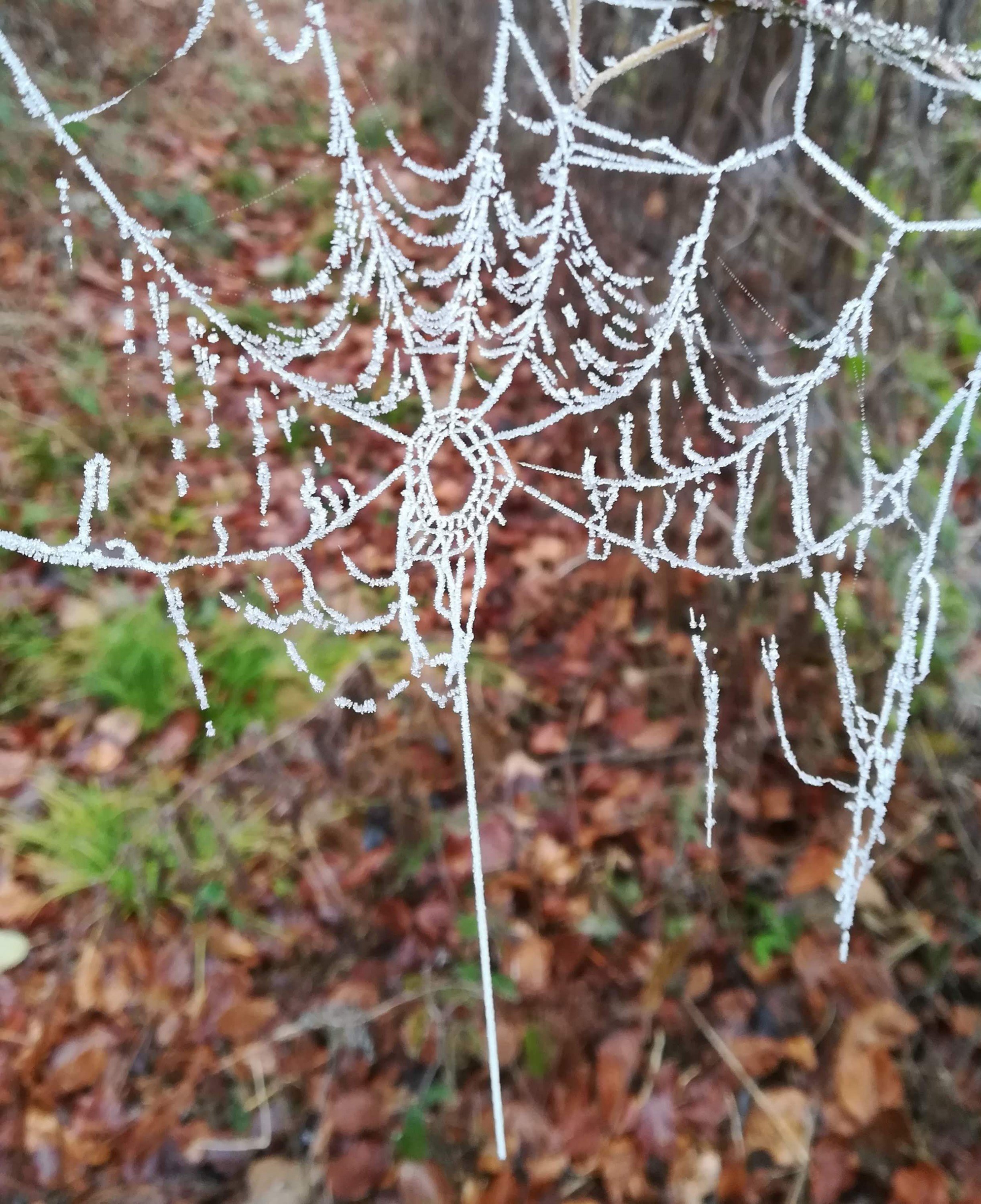 Lace